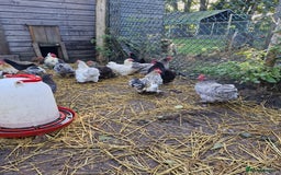 Chickens poultry for sale: Pekin Bantam Hens - Image 1