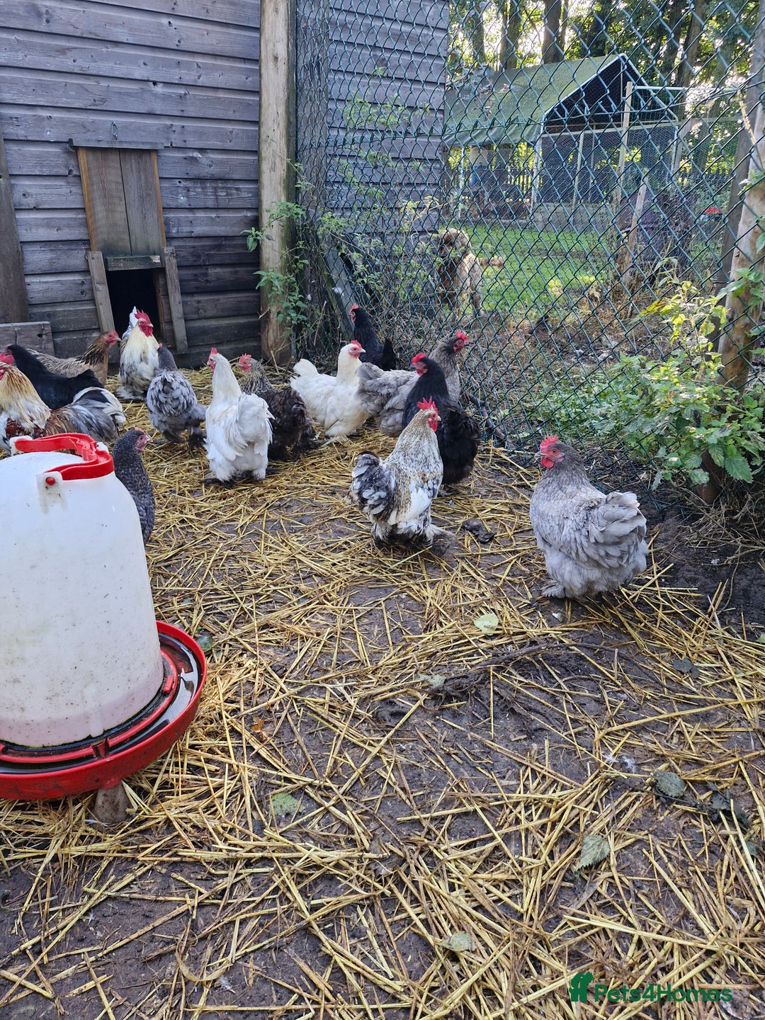 Chickens poultry for sale: Pekin Bantam Hens - Image 1