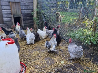 Chickens poultry - Advert 11