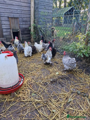 Chickens poultry - Advert 13