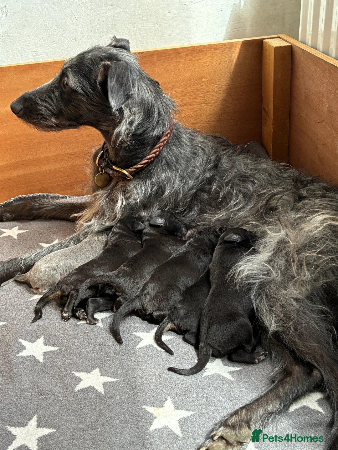 Bedlington Terrier dogs for stud: Bedlington Terrier Stud - Liver - AGE 6 - CT CLEAR in Darlington - Advert 17