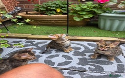 Bengal cats for sale: ✨ Bengal Kittens Looking for Loving Homes ✨ - Image 21