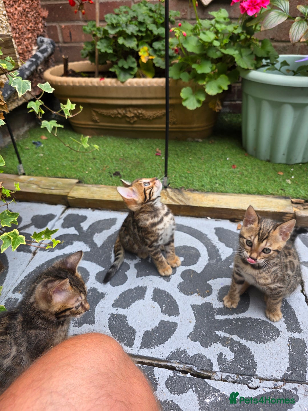 Bengal cats for sale: ✨ Bengal Kittens Looking for Loving Homes ✨ - Image 21