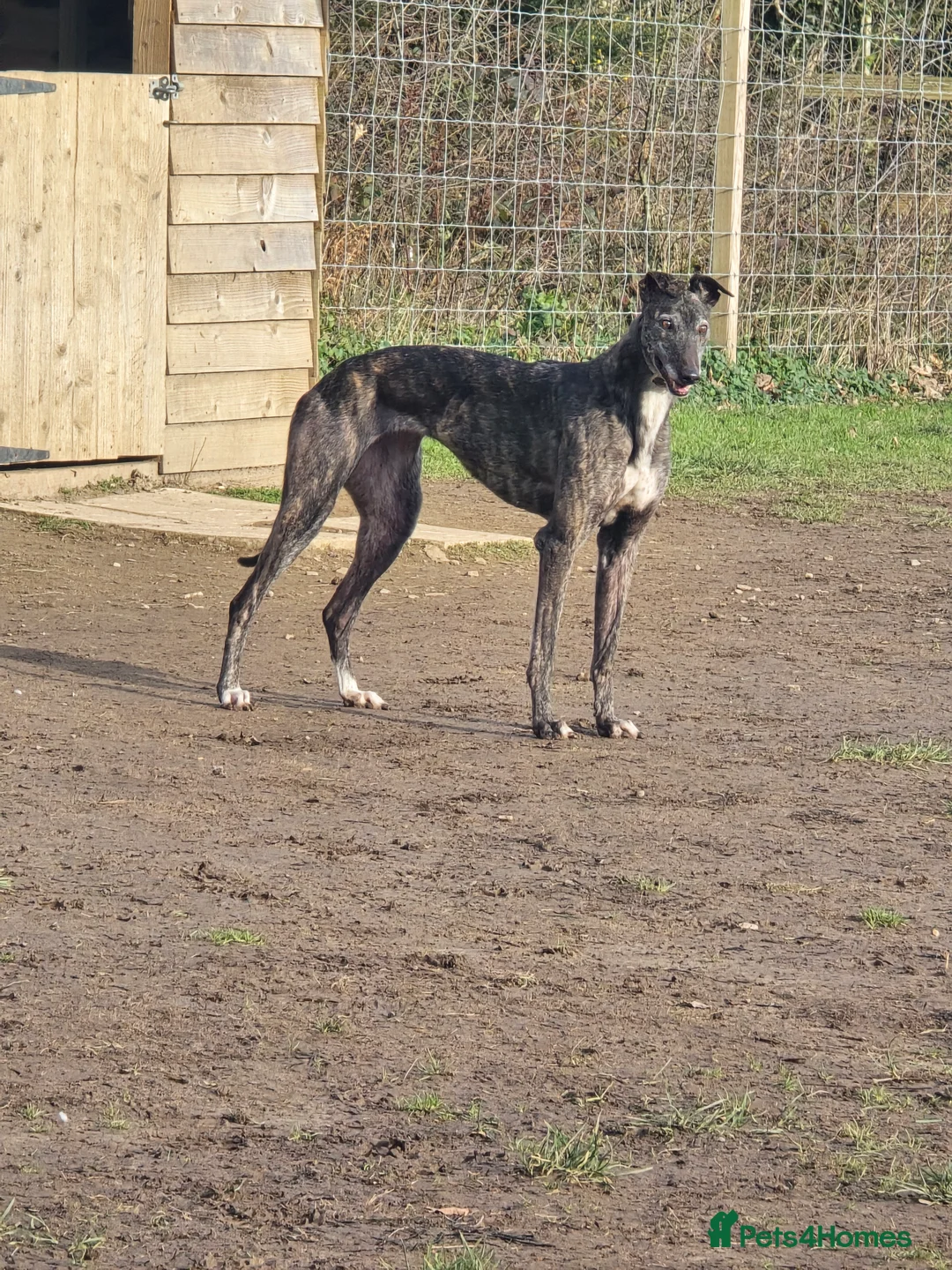 Greyhound dogs for sale: 7 yo greyhound female. For warm loving home. - Advert 9