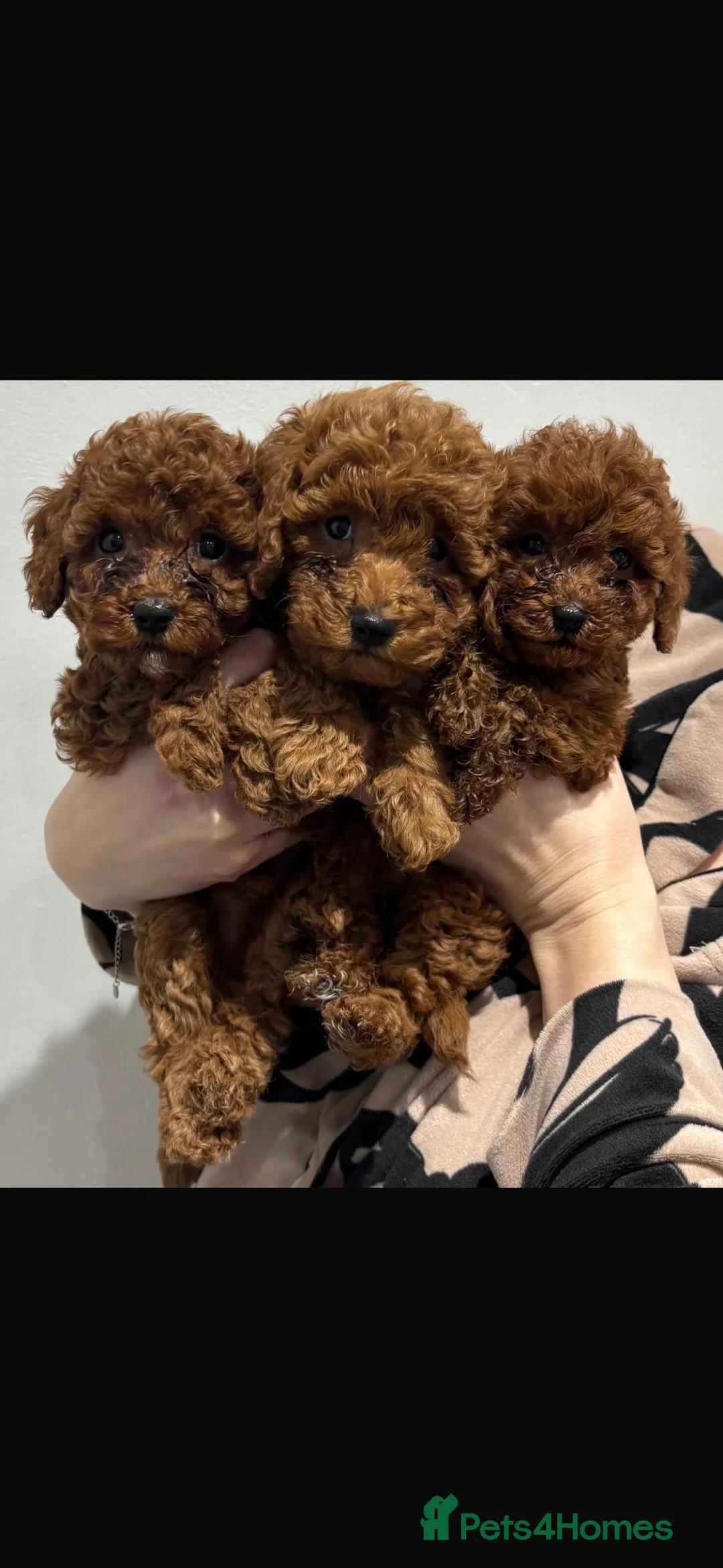 Miniature Poodle dogs for sale: Miniature poodles  in Gravesend - Advert 5