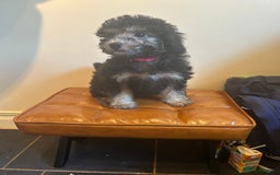 Cavapoo dogs for sale: DNA tested Cavapoo's, licensed breeder  in Battle - Image 3