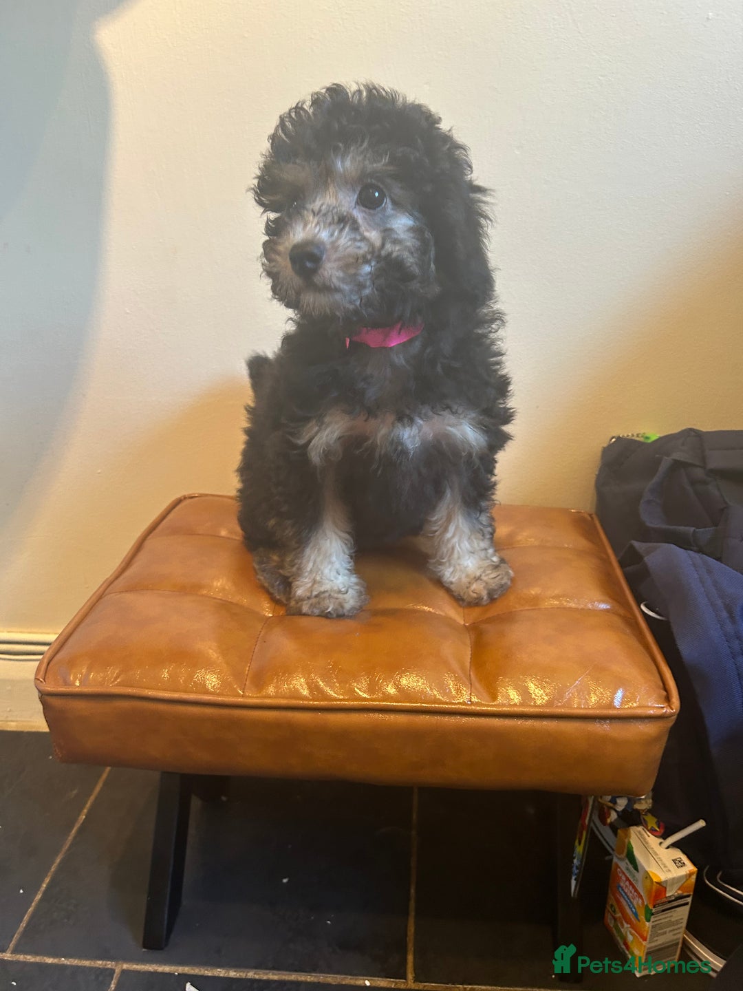Cavapoo dogs for sale: DNA tested Cavapoo's, licensed breeder  in Battle - Image 3