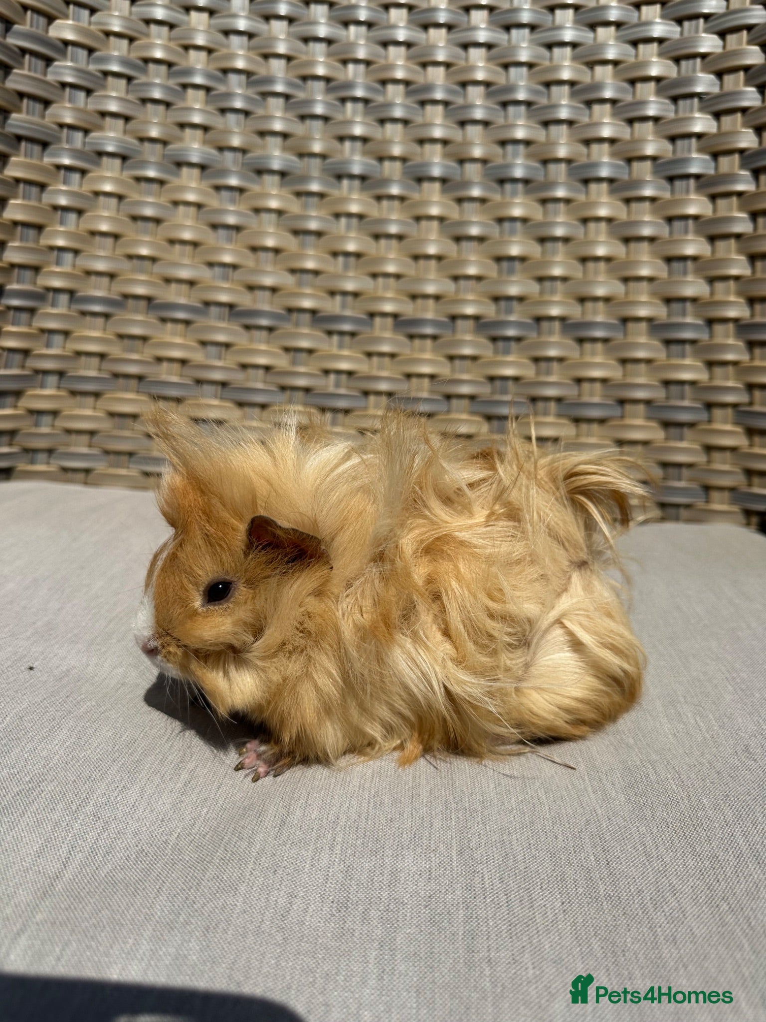 Guinea Pig rodents for sale: 5 Handsome long haired male guinea pigs. - Advert 4