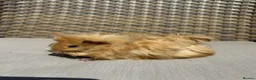 Guinea Pig rodents for sale: 5 Handsome long haired male guinea pigs. - Advert 1