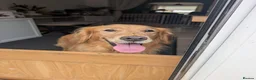 Golden Retriever dogs for sale: Beautiful KC registered Golden Retriever puppies  - Advert 12