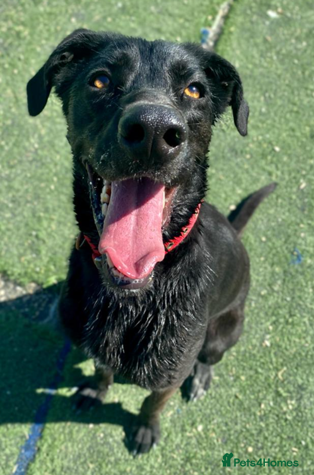 Labrador Retriever dogs for adoption: Prince - Over 4 years looking for his home! - Image 3