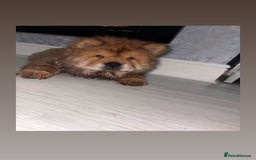 Chow Chow dogs for stud: 🐾 Simba – The Ultimate Cinnamon Teddy Bear! 🏆 - Image 9