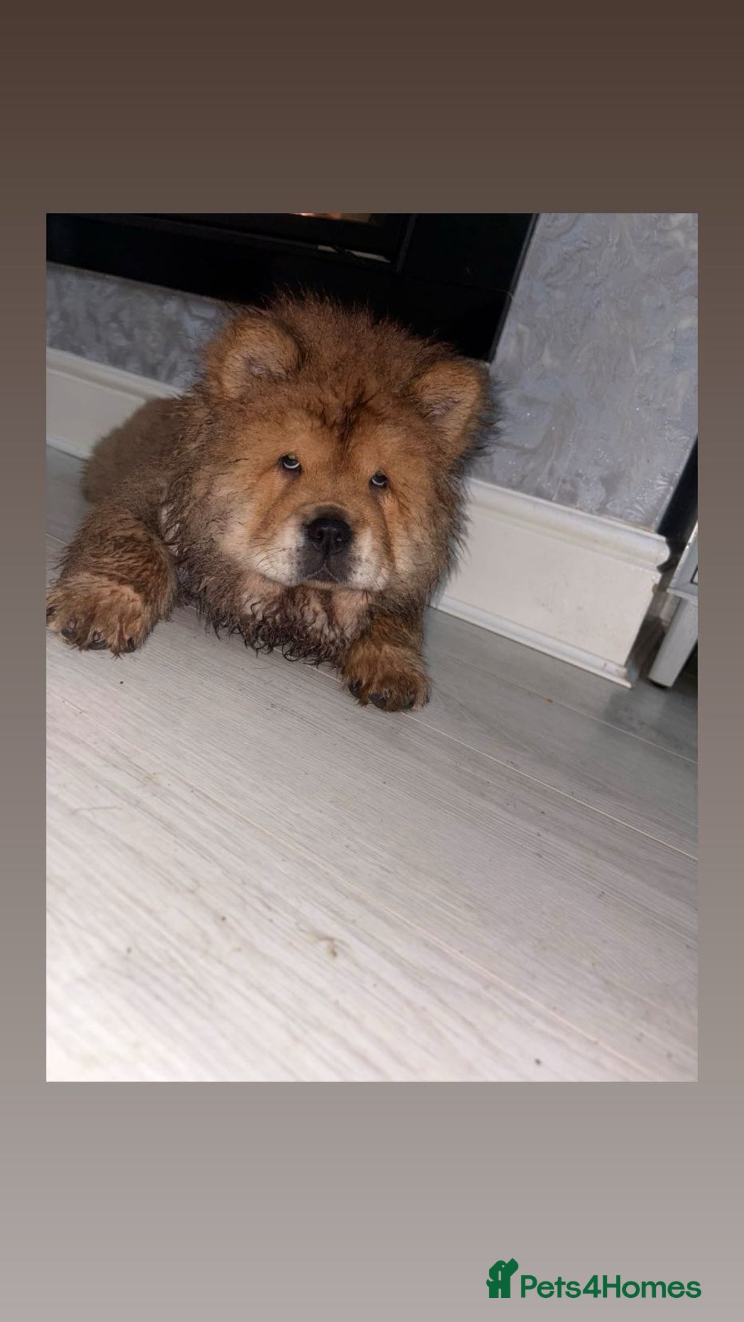 Chow Chow dogs for stud: 🐾 Simba – The Ultimate Cinnamon Teddy Bear! 🏆 - Image 9