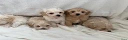 Maltipoo dogs for sale:  **  Maltipoo puppy’s  in Swanley - Advert 10