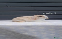 Mini Lop rabbits for sale: Gorgeous mini lop rabbits ready now  - Image 11