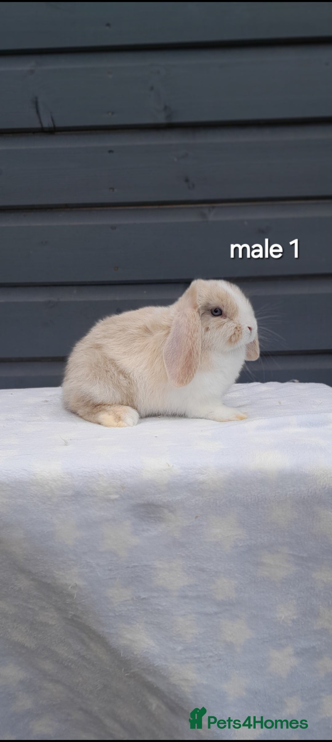 Mini Lop rabbits for sale: Gorgeous mini lop rabbits ready now  - Image 11