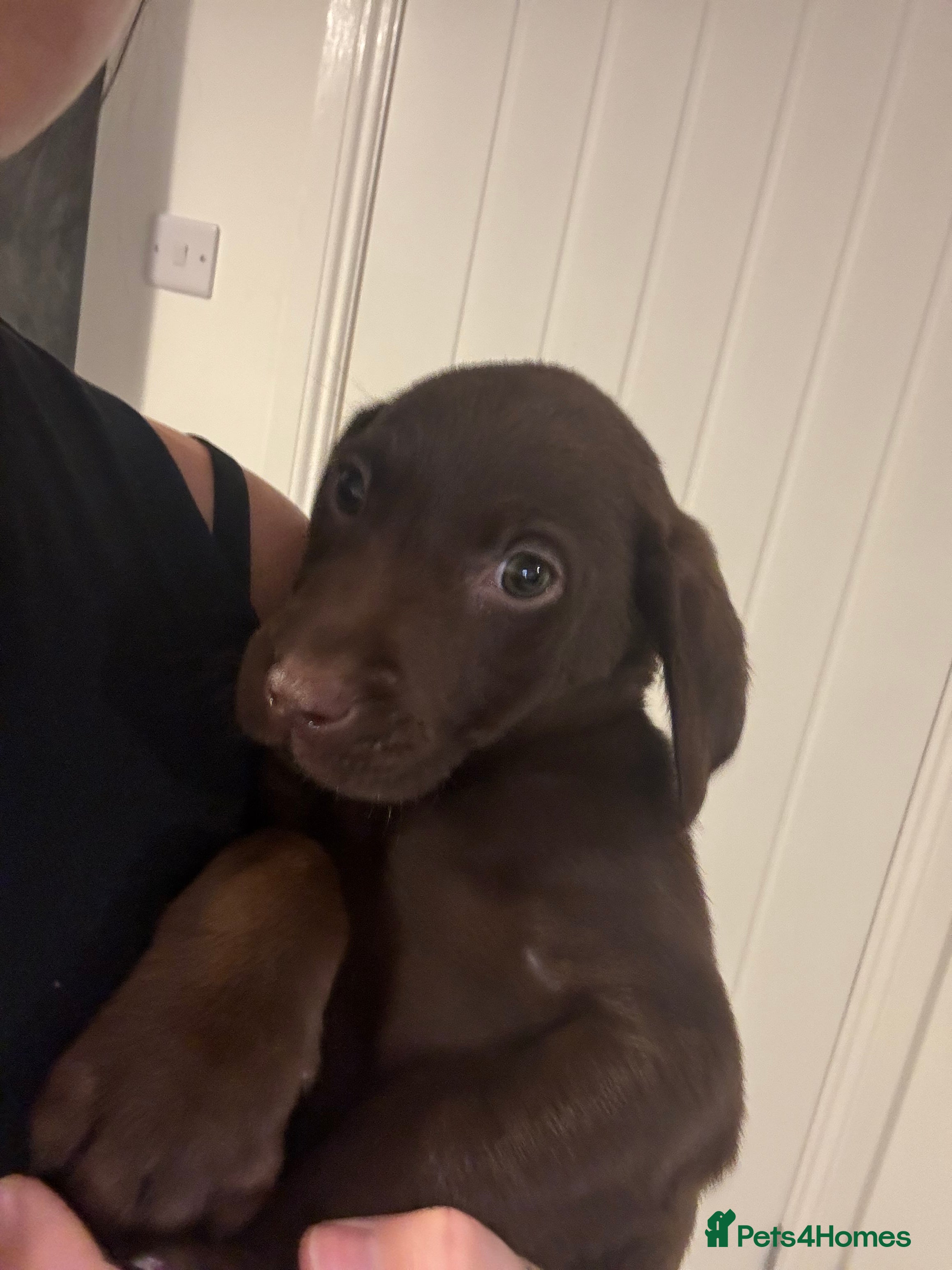 Labrador Retriever dogs labradors looking for their forever homes  - Advert 2