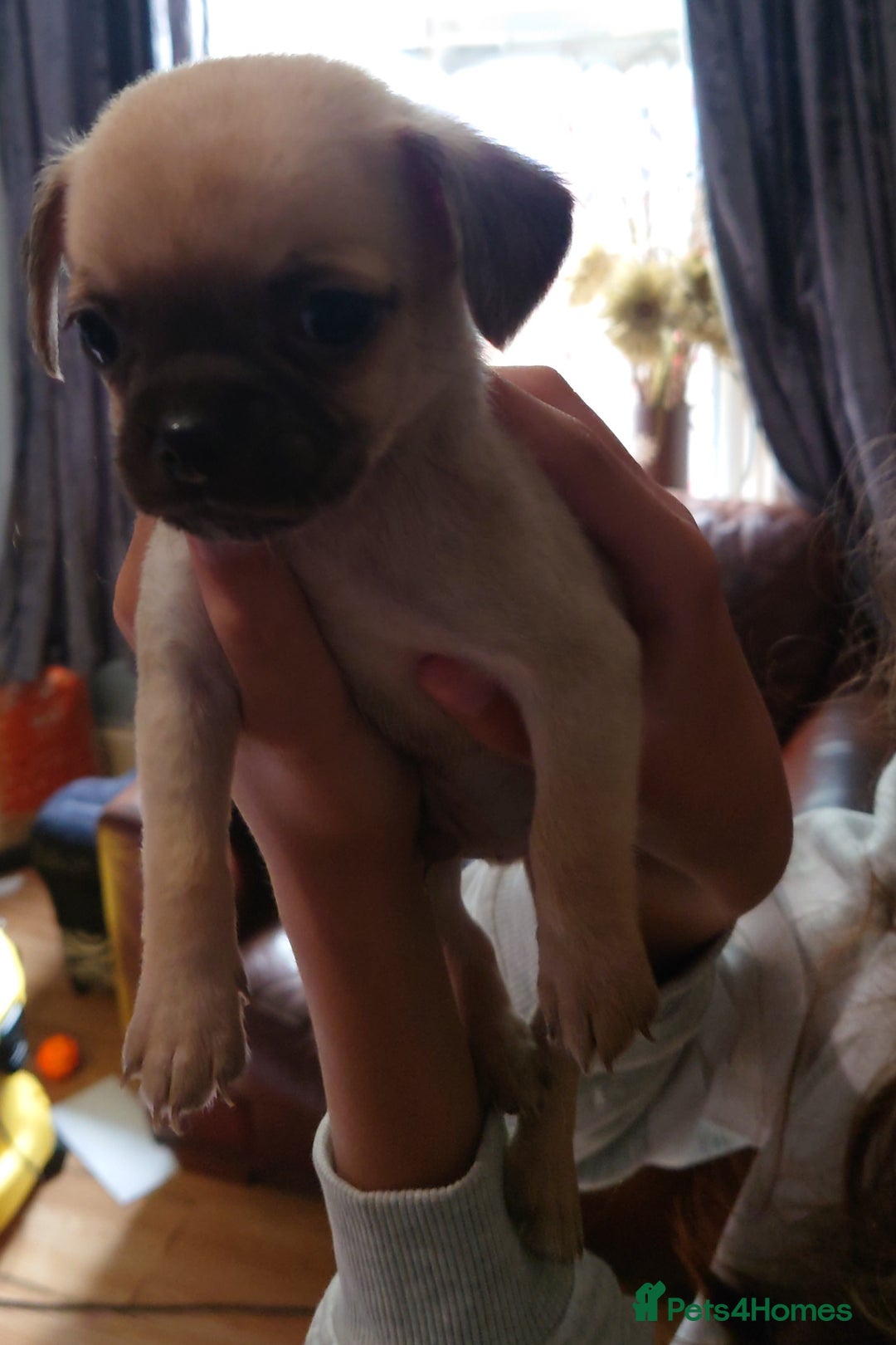 Mixed Breed dogs for sale: Shipoo x chihuahua ❤️ - Image 3
