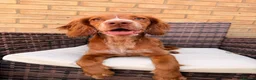 Cocker Spaniel dogs for sale: Lainey  - Advert 1