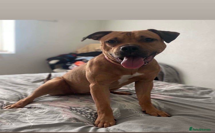Mixed Breed dogs - Advert 8
