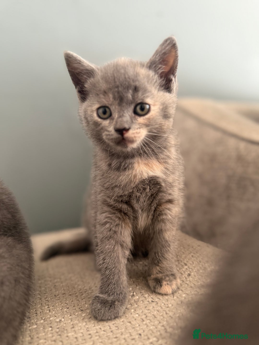 British Shorthair cats for sale: British shorthair cross Russian blue kitten - Image 5
