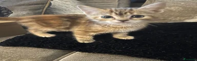 Ginger female 