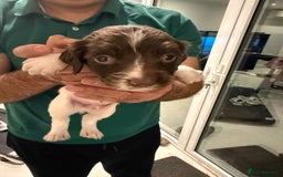 English Springer Spaniel dogs for sale: Working English Springer Spaniel  - Image 6