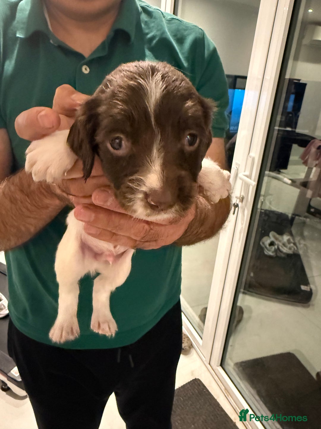 English Springer Spaniel dogs for sale: Working English Springer Spaniel  - Image 6