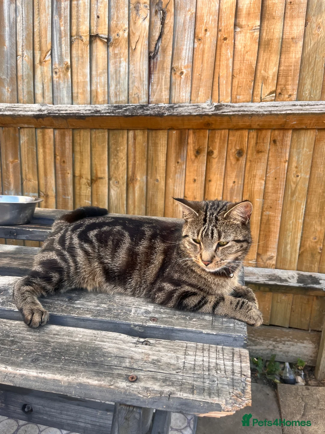 Mixed Breed cats for sale: kittens on the way!! - Advert 2