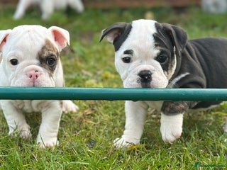 English Bulldog dogs 🌟 health tested parents 🌟 Ready Now!🌟 - Advert 5