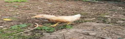 Chickens poultry for sale: Warren x well summer in Hereford - Advert 2