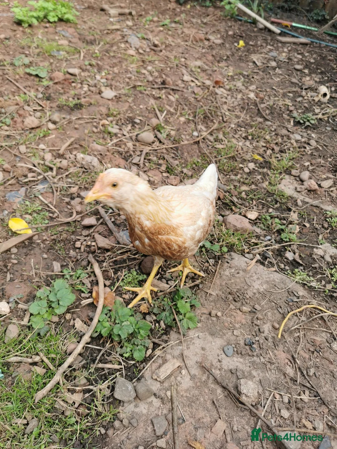 Chickens poultry for sale: Warren x well summer in Hereford - Advert 2