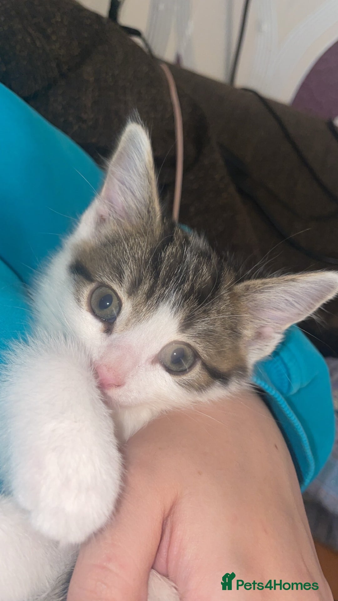 Domestic Shorthair cats for sale: Male kitten - Advert 5