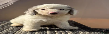 pebble