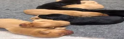 Labrador Retriever dogs for sale: Chunky Labrador Puppies ready for new homes 2wks  in Thetford - Advert 9