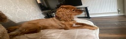 Cavapoo dogs for stud: Cavapoo available for stud  - Advert 5