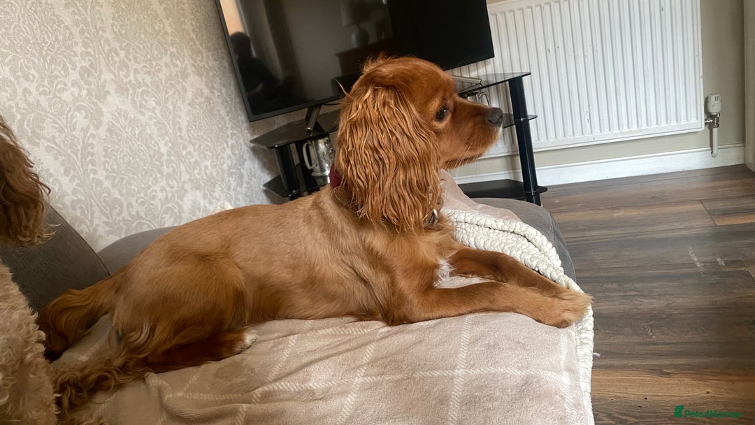 Cavapoo dogs for stud: Cavapoo available for stud  - Advert 5