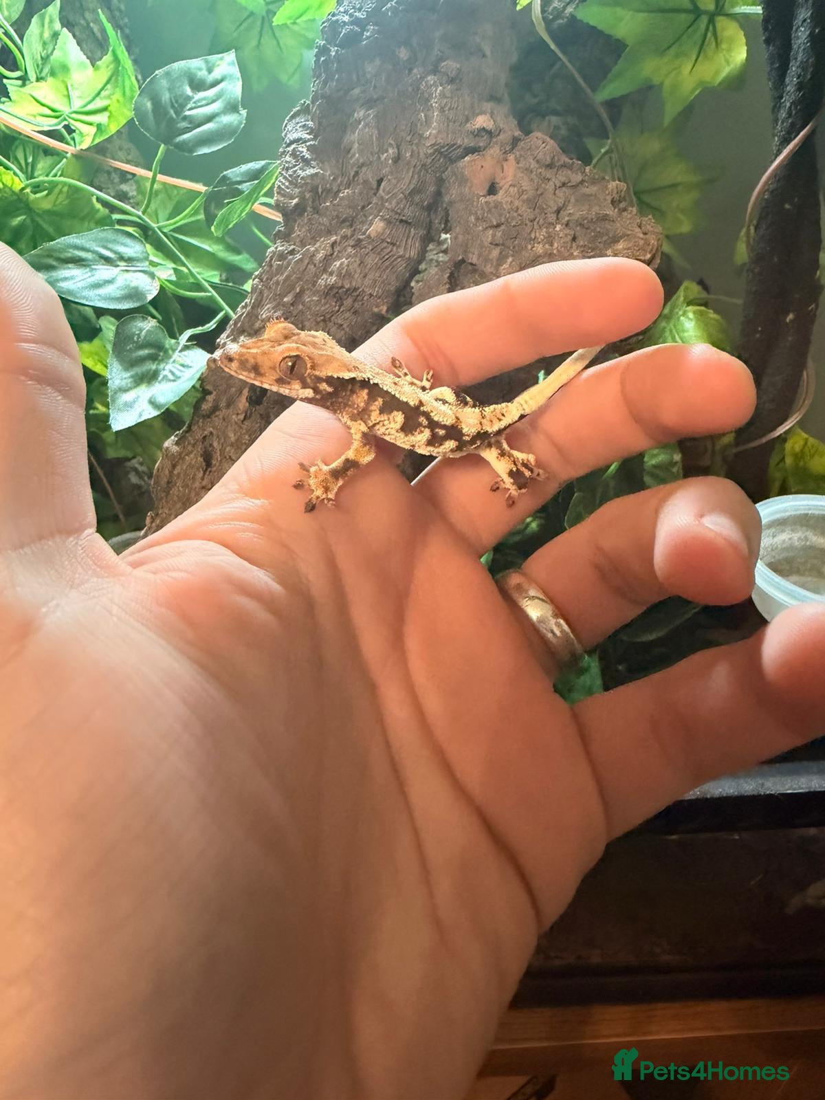 Gecko reptiles Crested Gecko with full set up - Advert 1