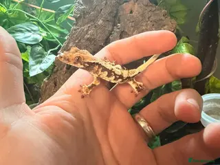 Gecko reptiles Crested Gecko with full set up - Advert 1