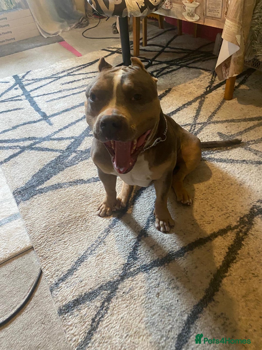 American Bully dogs for sale: American bully  - Image 4