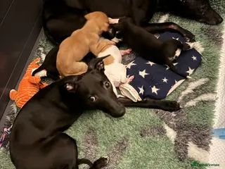 Whippet dogs Beautiful pedigree whippet puppies in Cumnock - Advert 1