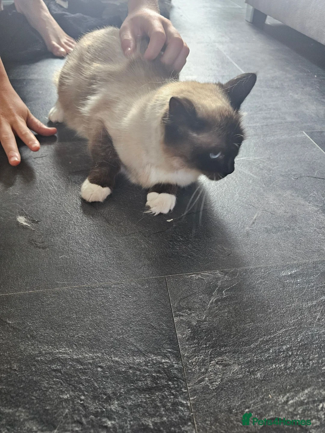 Ragdoll cats for sale: Seal point mitted ragdoll - Advert 4