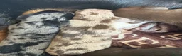 Miniature Dachshund dogs for sale: Miniature dauchunds  - Advert 4