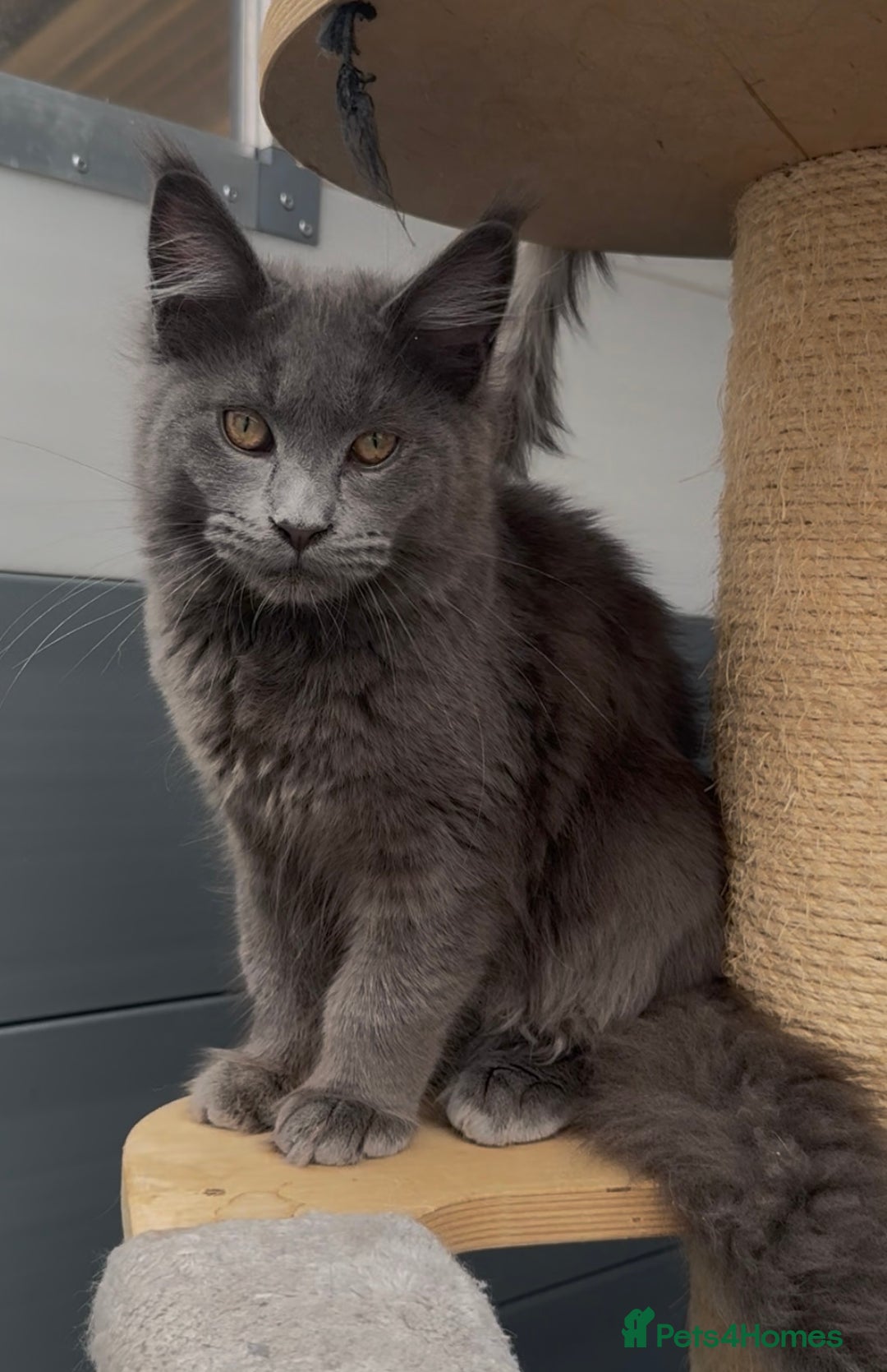 Maine Coon cats for sale: XL maine coon kittens Russia bloodlines Reduced - Advert 10