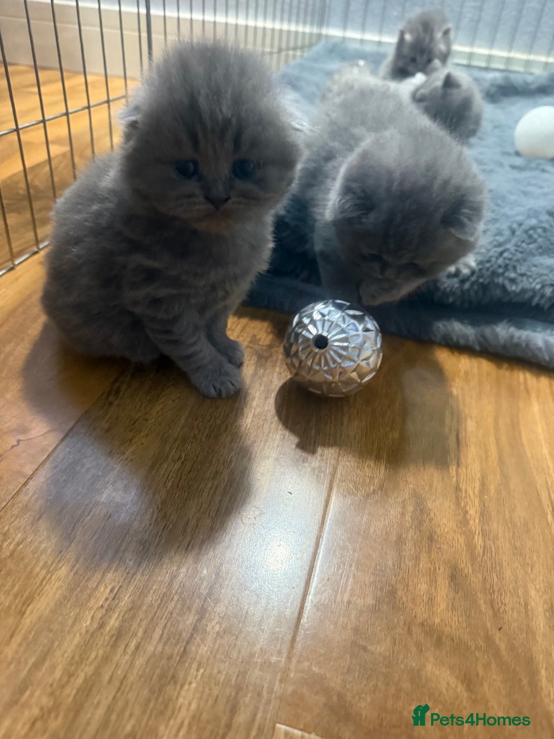 Scottish Fold cats for sale: Scottish fold kittens  - Advert 10