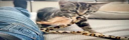 Mixed Breed cats for sale: Gorgeous silver & black tabby kitten needs love.  - Advert 7