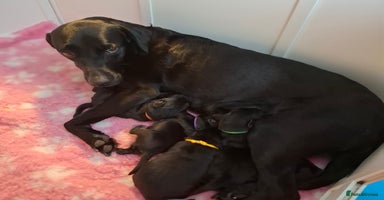 Labrador Retriever dogs - Advert 5