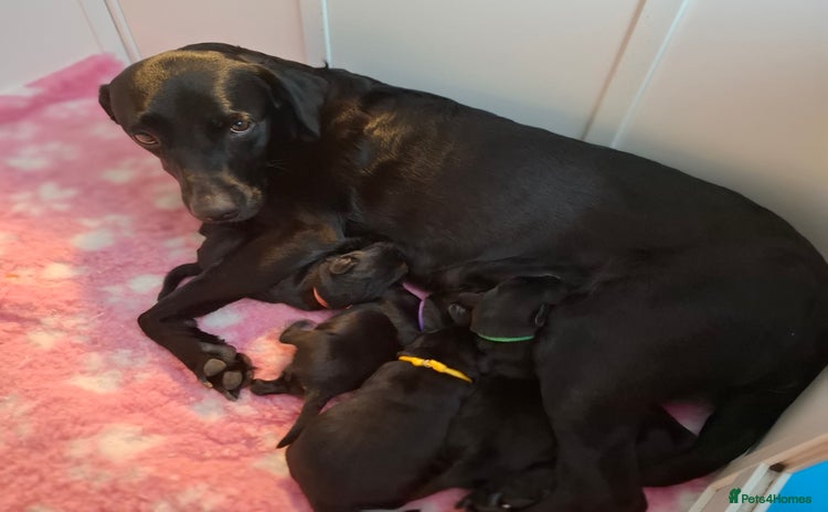 Labrador Retriever dogs - Advert 1