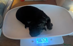 Mixed Breed dogs for sale: Mali X Alsatian and Caucasian X Alsatian. - Image 3