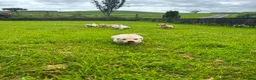 Labrador Retriever dogs for sale: Labrador puppys - Advert 5